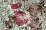 Raspberry Garnets (Rosolite) in Matrix - Mexico #168342-1